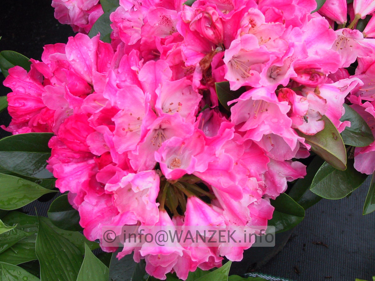 Rhododendron yakushimanum Morgenrot 02.JPG